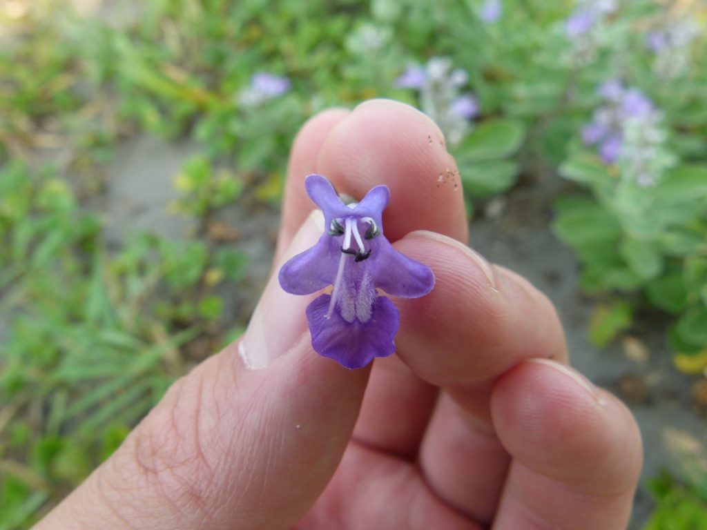 ハマゴウはじつは木だった 夏 砂浜に咲く青い花 おけば走る子