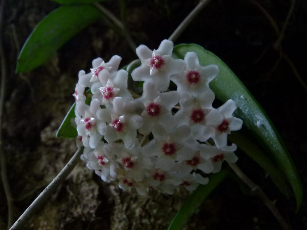 自生のサクラランが見ごろ くす玉みたいな希少種 おけば走る子