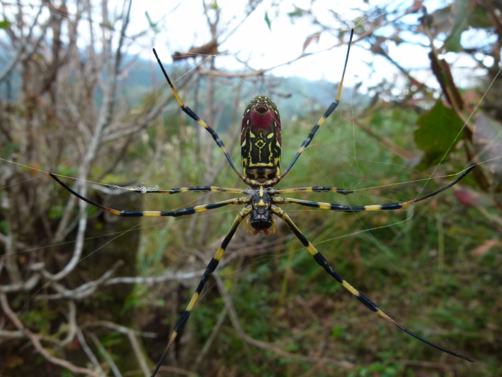 ジョロウグモをじっくり見る 黄色い背中 赤い腹 おけば走る子