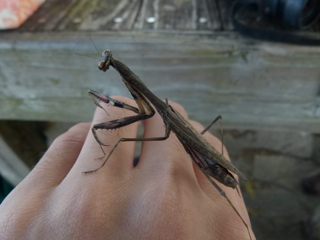 まるでトリコロール コカマキリのカラフルな鎌 おけば走る子