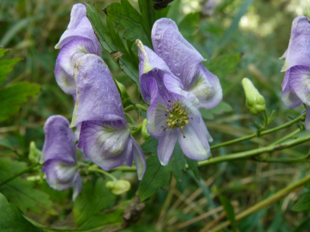 烏帽子の形の有毒植物 タンナトリカブト 花弁と見せかけて萼片 おけば走る子