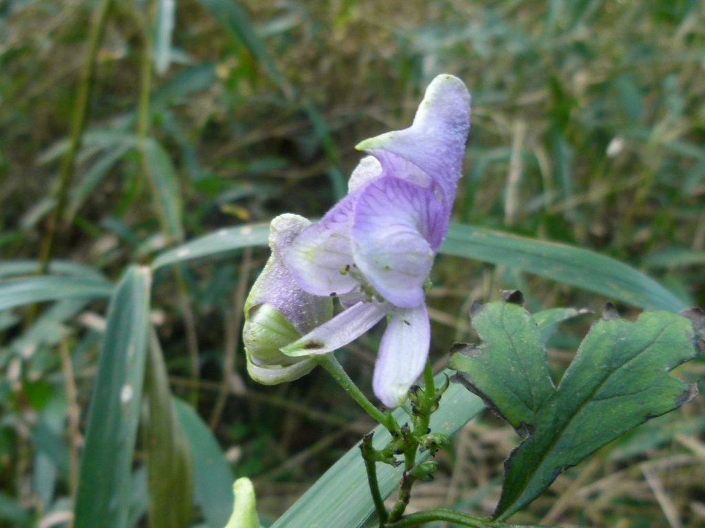 烏帽子の形の有毒植物 タンナトリカブト 花弁と見せかけて萼片 おけば走る子