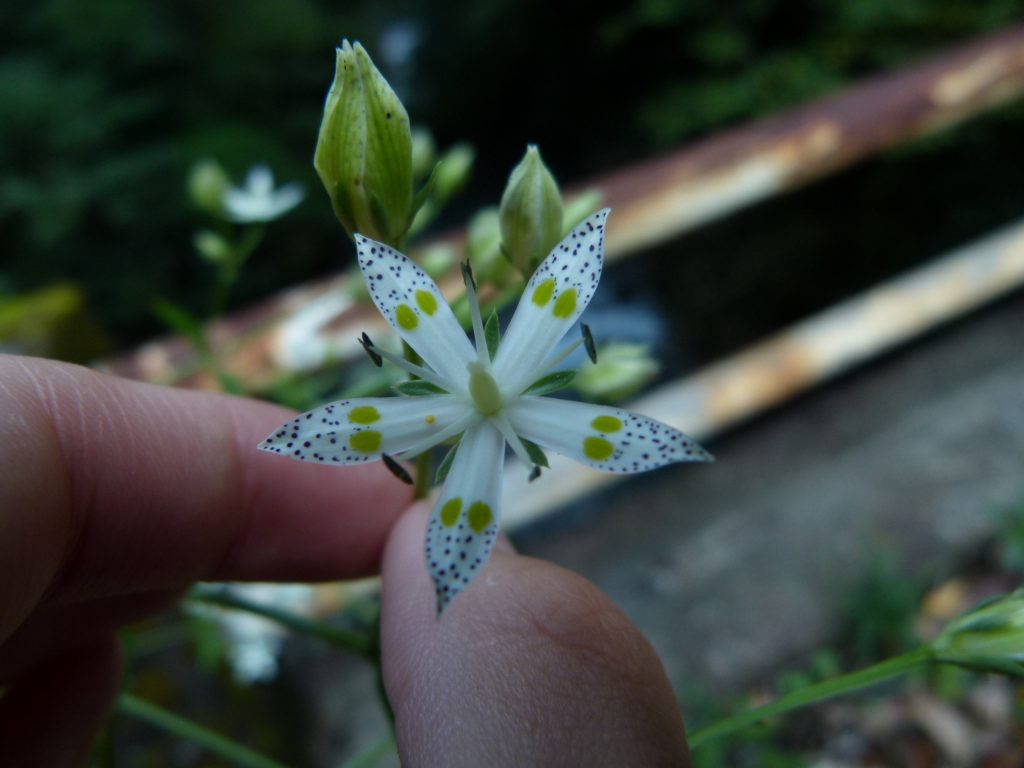 アケボノソウ 残念な花 きれいだけれど おしとやかじゃない おけば走る子