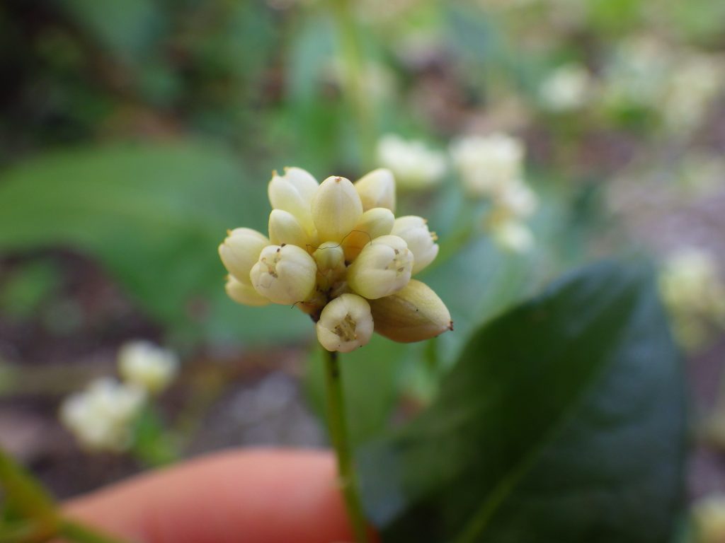 冬の植え込みで旺盛なツルソバの白い花 おけば走る子