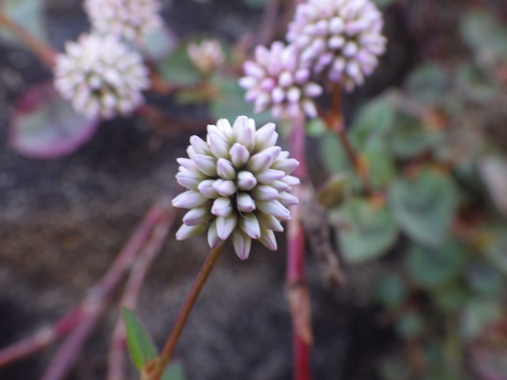 ピンク色のヒメツルソバの花 ツルソバと本気で比較してみた おけば走る子