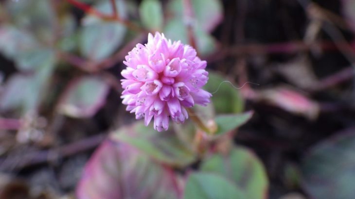 ピンク色のヒメツルソバの花 ツルソバと本気で比較してみた おけば走る子