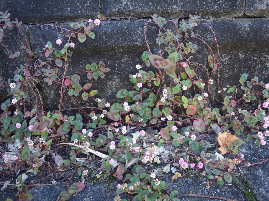 ピンク色のヒメツルソバの花 ツルソバと本気で比較してみた おけば走る子