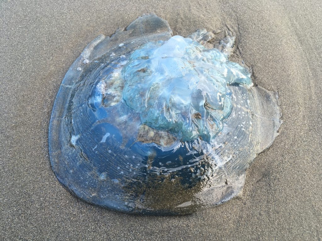 クリスマスに富田浜で見つけた青い大きなクラゲ ビゼンクラゲ おけば走る子