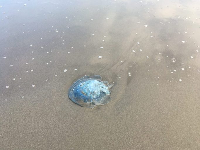 クリスマスに富田浜で見つけた青い大きなクラゲ ビゼンクラゲ おけば走る子