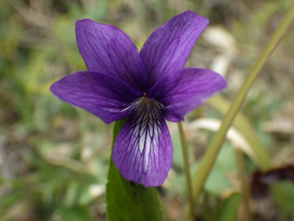 スミレ マンジュリカ 地上茎なし 道ばたなどに春咲く紫のスミレ おけば走る子