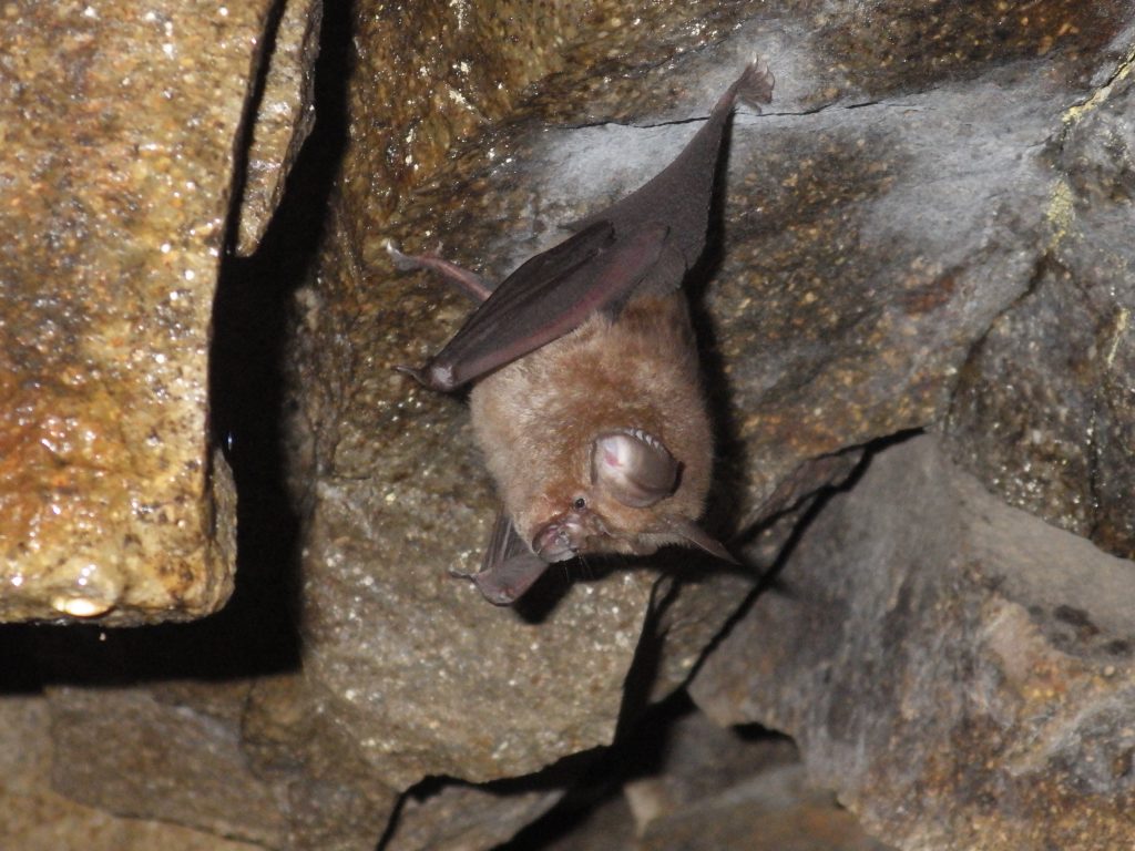 洞窟でキクガシラコウモリに出会った 不思議な鼻の形をアブラコウモリと比較 おけば走る子