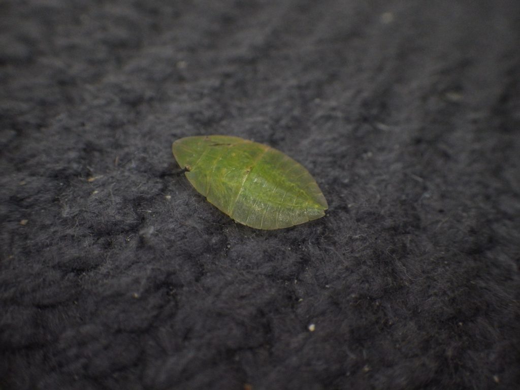 葉っぱみたいな虫 ヒラタミミズクの幼虫はすごいジャンプ力 おけば走る子