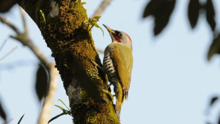 アオゲラ発見 漢字は青啄木鳥 新緑のような色のキツツキ おけば走る子