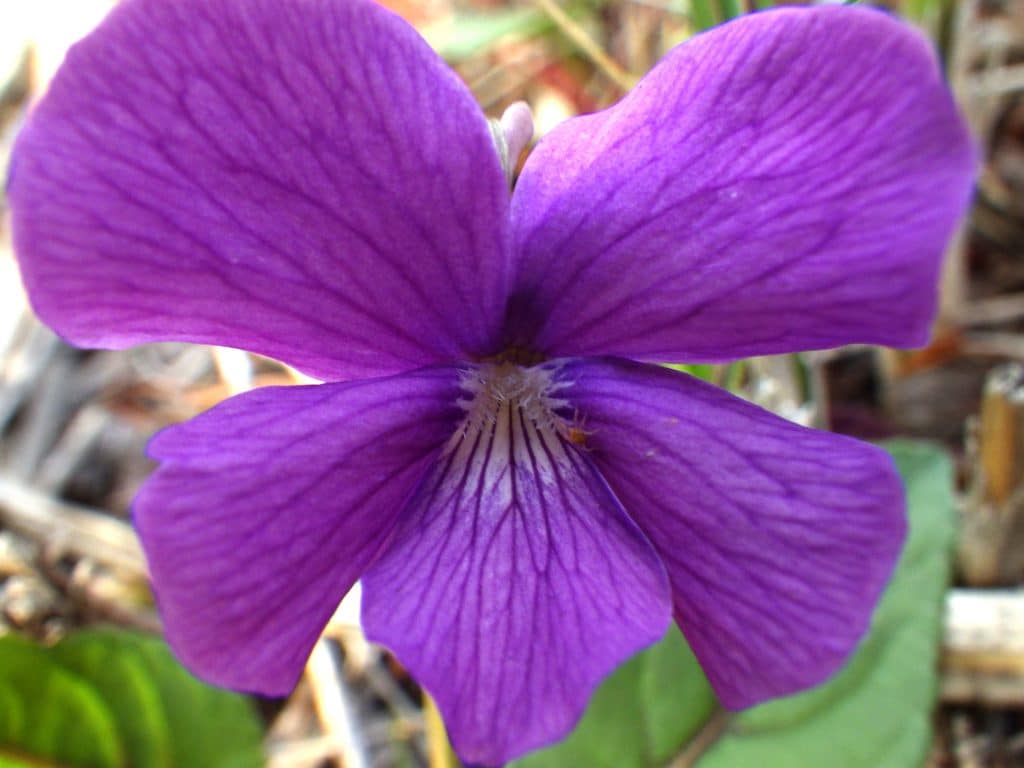 チシオスミレ 地上茎なし 紫色の花 葉脈が赤いサクラスミレの品種 おけば走る子