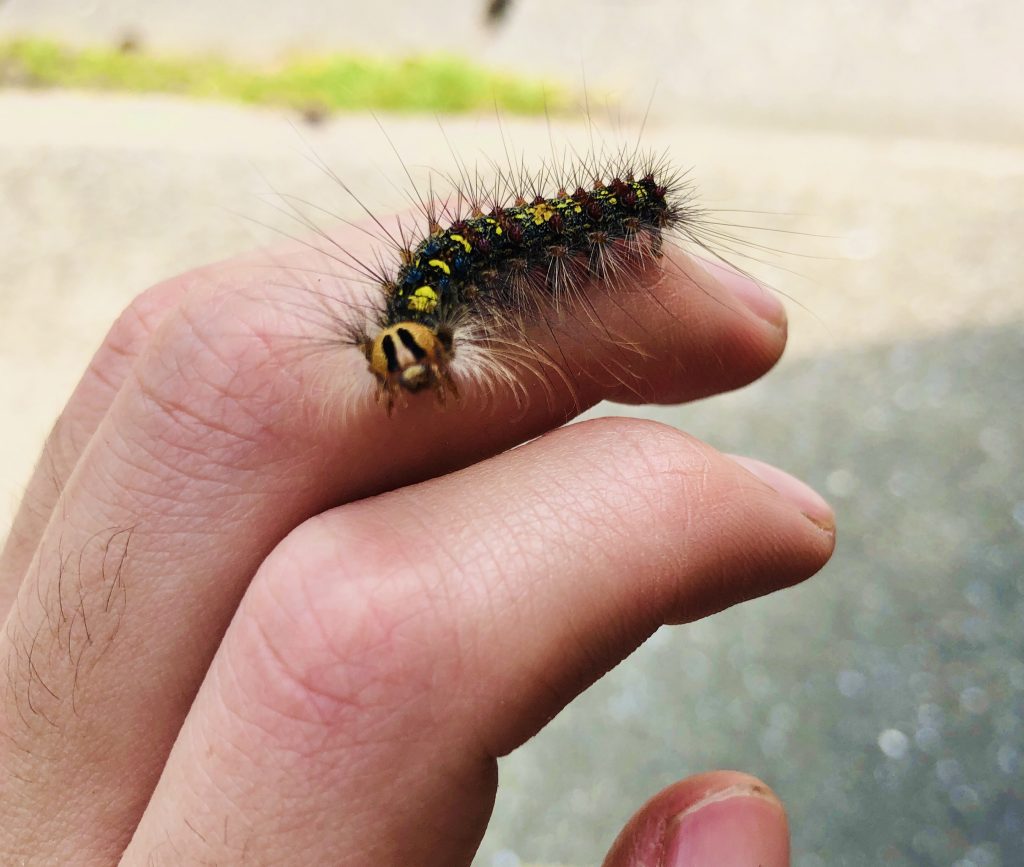 ニャッキみたいな顔の毛虫 マイマイガは一応ドクガの仲間だけど 毒は おけば走る子