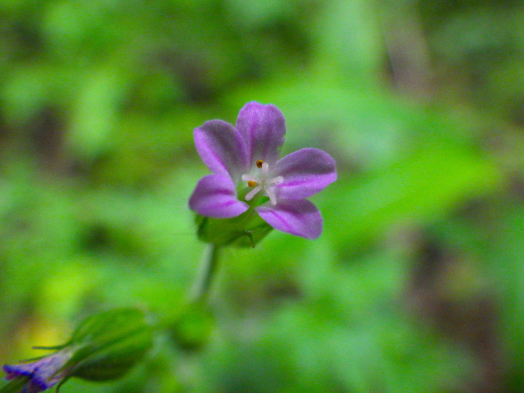 ヒメフウロ 図鑑に載っていないピンクの小さな花 宮崎でも分布を拡大中 おけば走る子