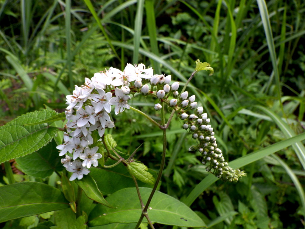オカトラノオ 初夏に咲く 虎の尻尾のような豪華な白い花 おけば走る子